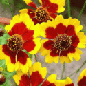 A Premier Landscaping & Irrigation