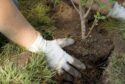 GBA Trees & Arborist Services